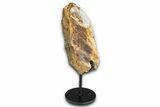 Dinosaur (Triceratops) Frill Shield Section w/ Stand - South Dakota #378594-1